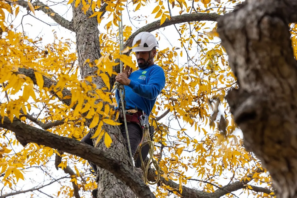 Skilled Tree Trimming crew working in Milford